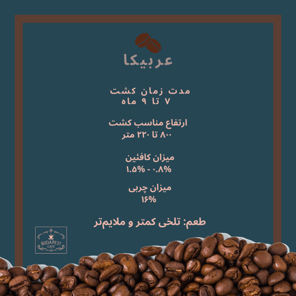انواع دانه قهوه - قهوه عربیکا