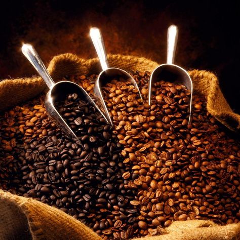 type of coffee beans